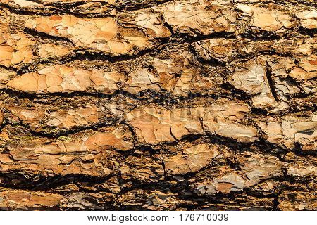 Bark Of Pine Tree Teture.