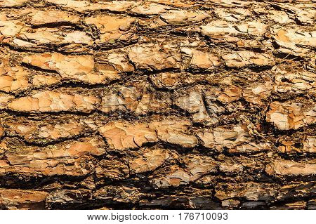 Bark Of Pine Tree Teture.