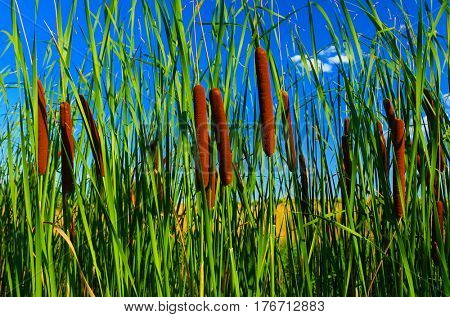 Typha latifolia, Common Bulrush, Broadleaf Cattail