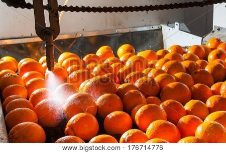 The Working Of Citrus Fruits