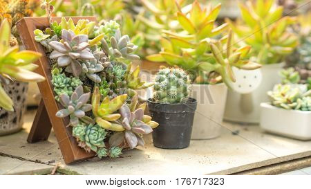Cactus and house plant decoration create concept - Close up many of succulents cactus in picture frame with day light and copy space