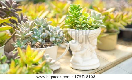 Cactus and house plant decoration create concept - Close up many of succulents cactus in lovely pot with day light and copy space