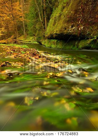 Colorful Autumn Leaves On Boulder In Fall Mountain Stream.