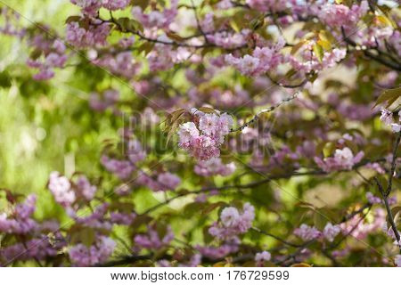 Flowering Of A Beautiful Japanese Cherry In A Botanical Garden Against A Background Of Green Leaves.