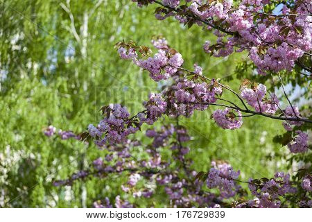 Flowering Of A Beautiful Japanese Cherry In A Botanical Garden Against A Background Of Green Leaves.