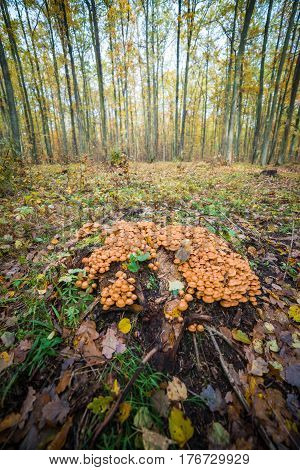 mushrooms sulphur tuft grow around the trunk