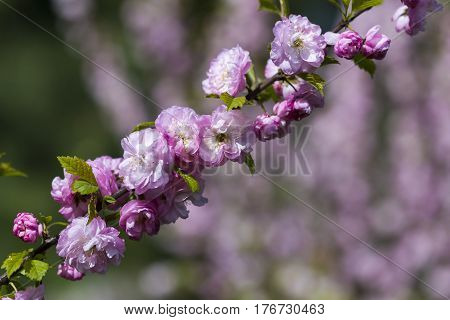 Flowering Of A Beautiful Japanese Cherry In A Botanical Garden. Cherry Small-log. Spring. Kiev. Ukra