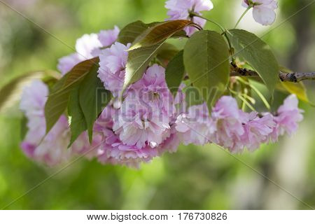 Flowering Of A Beautiful Japanese Cherry In A Botanical Garden Against A Background Of Green Leaves.