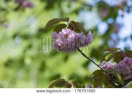 Flowering Of A Beautiful Japanese Cherry In A Botanical Garden Against A Background Of Green Leaves.