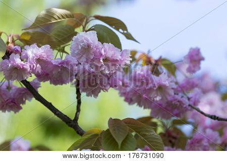 Flowering Of A Beautiful Japanese Cherry In A Botanical Garden Against A Blue Sky. Cherry Small-log.