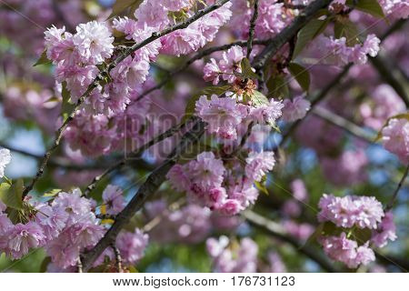 Flowering Of A Beautiful Japanese Cherry In A Botanical Garden. Cherry Small-log. Spring. Kiev. Ukra
