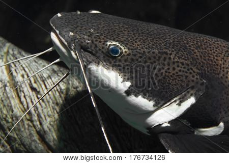 Aquarium large good-natured fish Oxidoras black or Blue-eyed catfish