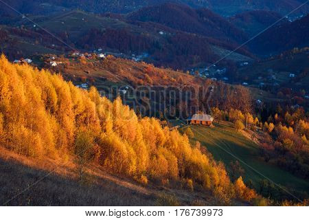Majestic vivid birches in sunny beams at mountain valley. Dramatic and picturesque morning scene. Red and yellow leaves. Warm toning. Carpathians Sokilsky ridge, Kosiv, Ukraine, Europe. Beauty world.