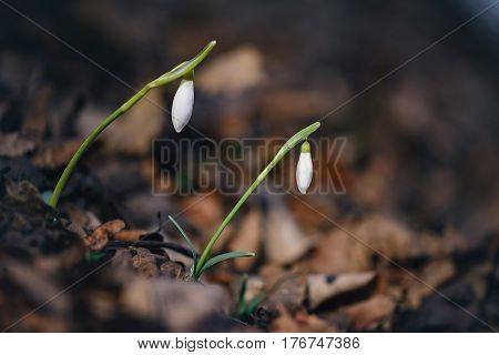 Twin snowdrops growing in forest among rusty old leaves. White and green colors in contrast with brown dark colors of leaves. Close up image with shallow focus. Horizontal view.
