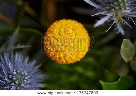 Kraspediya spherical yellow. Close. Green and yellow