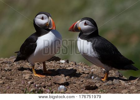 Two Puffins showing affection on the cliffs of Skomer