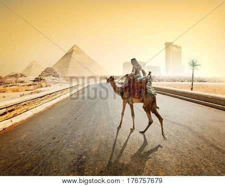 Bedouin and camel on asphalted road to Giza and pyramids