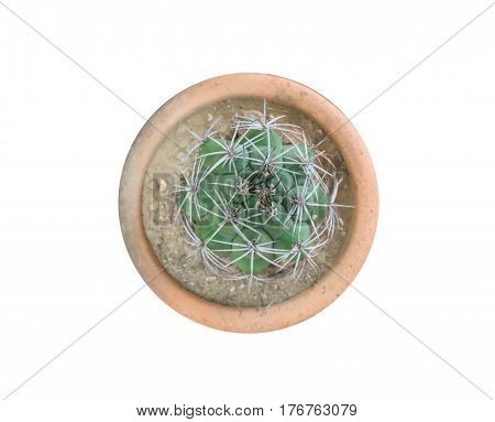 Top view of small cactus plant in pot isolate on white background with clipping path