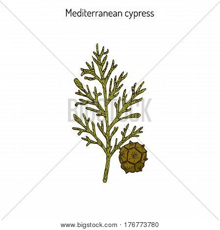 Mediterranean Cypress branch Cupressus sempervirens . Vector illustration