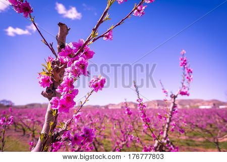 Blossoming peach tree in Aitona, a beautiful town in Catalonia, Spain. Flowers sprout during the spring and the landscape is transformed. The fields flowered transmit sensations positive and of hope.