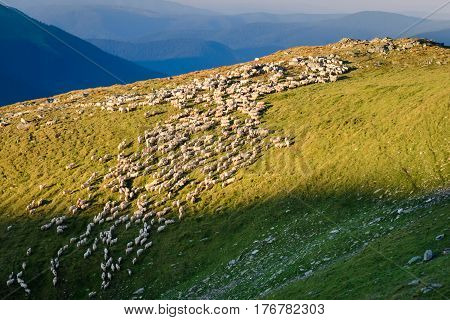 Flock of sheep on alpine pasture in the morning sun light. Fagaras Mountains Carpathians Romania