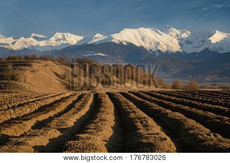 Plowed land with furrows row pattern prepared for potatoes crop in spring day. Perspective view with snowy mountains in background and blue sky