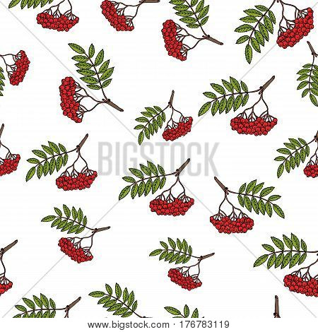 Seamless vector pattern with hand drawn rowan tree branches.