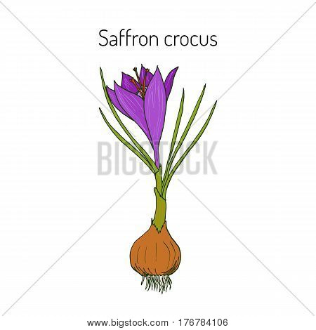 Saffron crocus - spring flower. Botanical handdrawn vector illustration