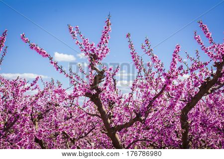 Blossoming peach tree in Aitona, a beautiful town in Catalonia, Spain. Flowers sprout during the spring and the landscape is transformed. The fields flowered transmit sensations positive and of hope.