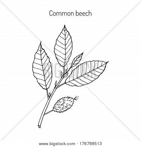 Beech branch with leaves and fruits. Hand drawn botanical vector illustration