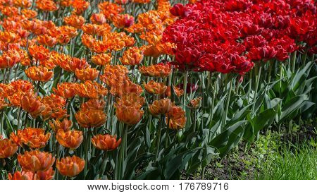 Many buds of red and orange blossoming tulips on the background of bright green grass