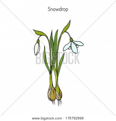 Snowdrop Galanthus nivalis , early spring flower. Hand drawn botanical vector illustration