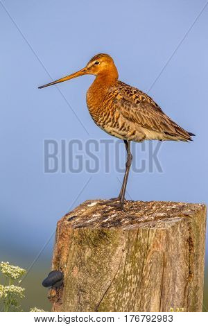 Black-tailed Godwit On Post