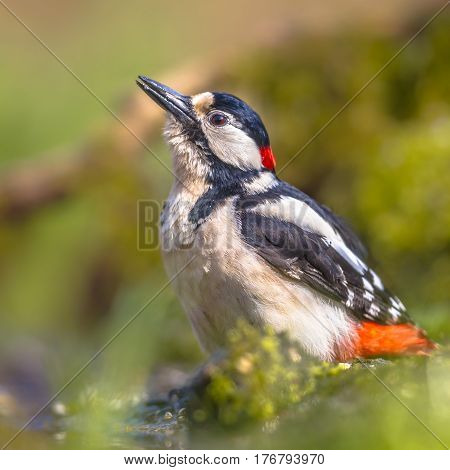 Great Spotted Woodpecker Drinking