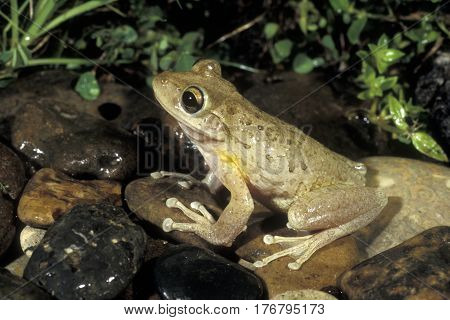 A Cuban Tree Frog, Osteopilus septentrionalis on wet rocks after a rain in Florida