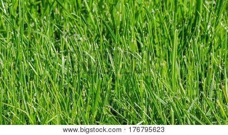 The juicy fresh green grass  in the meadow closeup