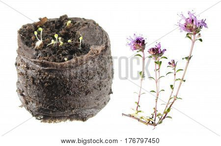 Flower and seedling of wild thyme (Thymus serpyllum) isolated on white background