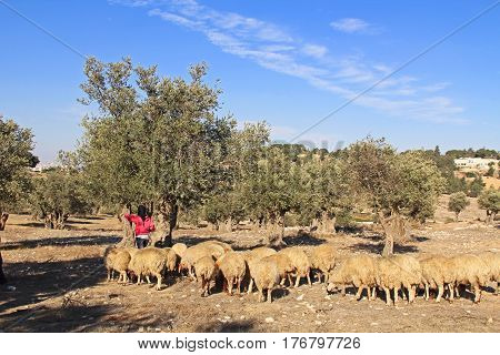 JERUSALEM, ISRAEL - OCTOBER 25, 2013:  Shepherdess tending her sheep in an olive grove between Jerusalem and Bethlehem, Israel.