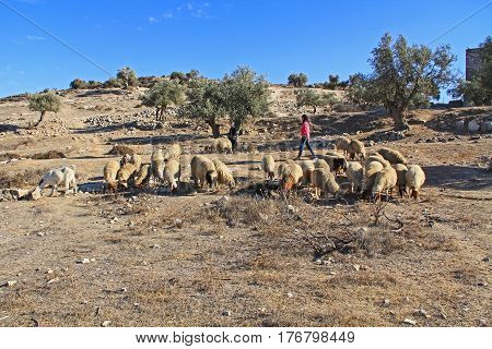 JERUSALEM, ISRAEL - OCTOBER 25, 2013:  Shepherdess tending her sheep in an olive grove between Jerusalem and Bethlehem, Israel.