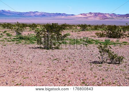 Desolate rural landscape with rocks and creosote plants taken in the Mojave Desert, CA
