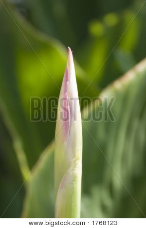 Canna Lilien bud