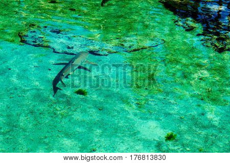 A young shark and his shadow taken from above the water.
New Providence Island, Nassau, Bahamas.