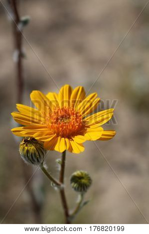 One Desert Sunflower and two buds and a stem, in a desert wildflower bloom, Anza Borrego Desert, California, copyspace , vertical.