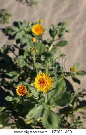 Looking down on one Desert Sunflower plant and blooms in the Anza Borrego Desert, San Diego County, California during a huge wildflower bloom.