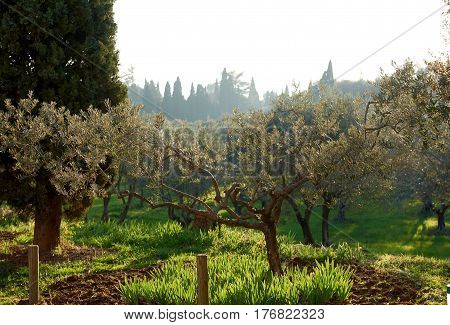 Olive trees in the Lourmarin. Provence-Alpes-Cote d'Azur. Lourmarin rated as - One of the Most Remarkable Villages of France. France