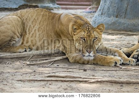 Image of a liger on nature background. Wild Animals.