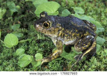 A Spadefoot Toad on a green mossy surface in New Jersey