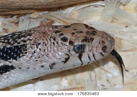 Northern Pine Snake (Pituophis melanoleucus) close-up of a captive animal