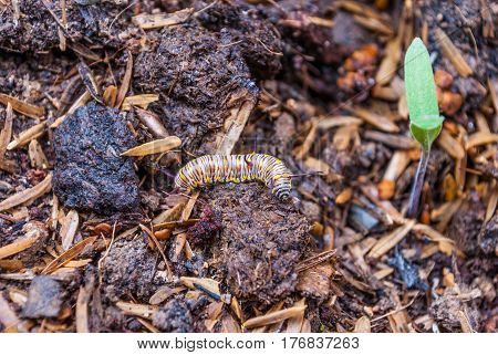 Closeup to Larva Plain Tiger Butterfly Caterpillar Danaus Chrysippus