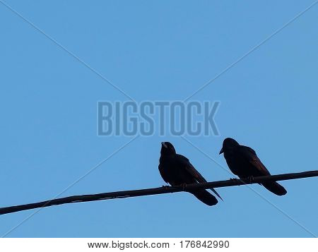 two crows on the guard with blue sky